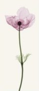 Steven N. Meyers art print