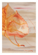 Shams, Saba Rasheed art print