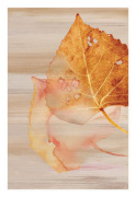 Shams, Saba Rasheed art print