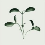 Nina Farrell art print