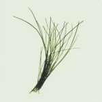 Nina Farrell art print