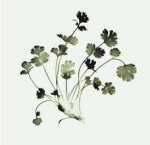 Nina Farrell art print