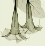 Steven N. Meyers art print