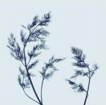 Nina Farrell art print