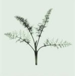 Nina Farrell art print