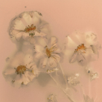 Amy Reed Trebella art print