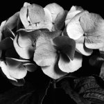 Darlene Shiels art print