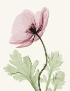 Steven N. Meyers art print