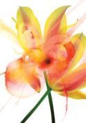 Shams, Saba Rasheed art print