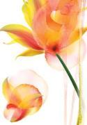 Shams, Saba Rasheed art print