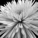 Darlene Shiels art print