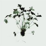 Nina Farrell art print