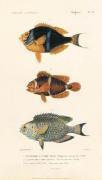 Cuvier art print