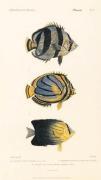 Cuvier art print