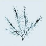 Nina Farrell art print