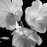 Darlene Shiels art print