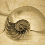 John Seba art print