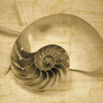 John Seba art print