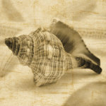 John Seba art print