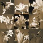 Caroline Kelly art print