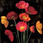 John Seba art print