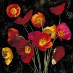 John Seba art print
