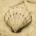 John Seba art print