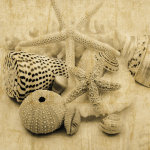 John Seba art print