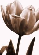 Caroline Kelly art print