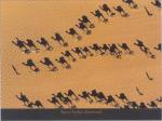 Yann Arthus-Bertrand art print