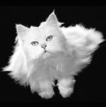 PA Allard art print