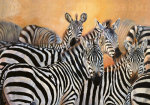 Danielle Beck art print