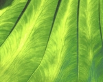Banana Leaf (Detail) giclee art print