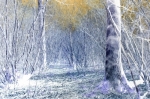Richard Osbourne art print