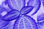 Richard Osbourne art print