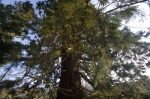 Giant Redwood I giclee art print