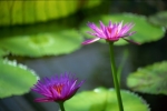 Richard Osbourne art print