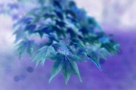 Richard Osbourne art print