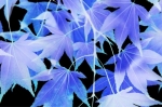 Richard Osbourne art print