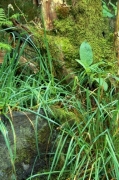 Woodland (Detail) art print