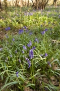 Woodland Bluebells II giclee art print