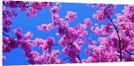 Robin Constable Hanson art print - Blossom poster