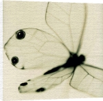 Sandi Fellman art print - Butterfly poster