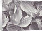 John Sexton art print - Corn Lilies, Yosemite National Park, California, 1977 poster
