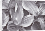 John Sexton art print - Corn Lilies, Yosemite National Park, California, 1977 poster