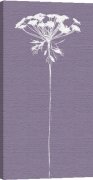 Phil Sheffield art print - Cow Parsley poster