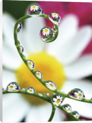 Steve Satushek art print - Daisy Reflections in Dewdrops poster