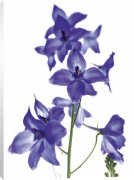 Caroline Purday art print - Delphinium poster