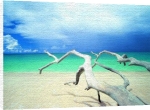 Ian Cumming art print - Driftwood, Antigua poster