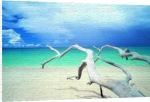 Ian Cumming art print - Driftwood, Antigua poster